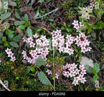 Un gruppo di piccoli, Alpine azalee (Kalmia procumbens) nel nome, Alaska tundra Foto Stock