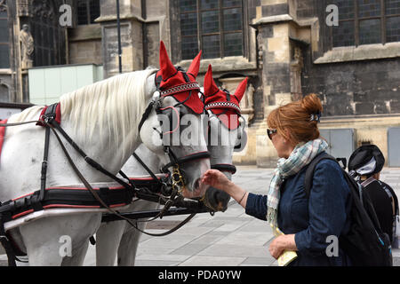 Turismo a cavallo di accarezzare i cavalli e carrozze gite in calesse a Vienna, in Austria Foto Stock