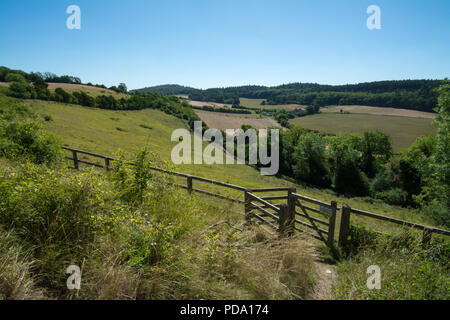 Pewley giù paesaggio in estate, un sito di gesso downland nel Nord Downs vicino Guildford, Surrey, Regno Unito. Foto Stock