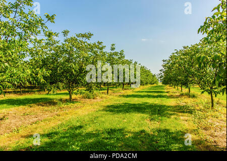 Alberi di noce sulla piantagione nella luce del sole estivo Foto Stock