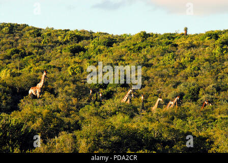 Una rara vista di un intero branco di wild giraffe in esecuzione tramite boccole sul pendio di una collina in Sud Africa. Foto Stock