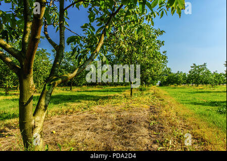 Alberi di noce sulla piantagione nelle calde giornate estive Foto Stock