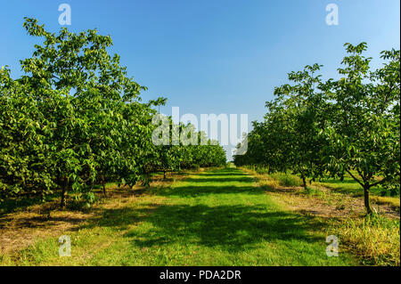 Alberi di noce sulla piantagione nella luce del sole estivo Foto Stock