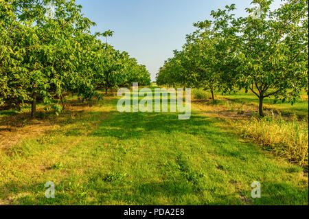 Alberi di noce sulla piantagione nella luce del sole estivo Foto Stock