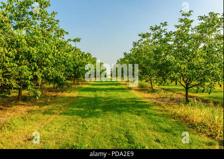 Alberi di noce sulla piantagione alla luce del sole Foto Stock