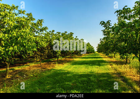 La piantagione di noce alla luce del sole Foto Stock