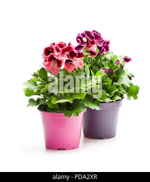 Pelargonium coloratissimi fiori in vaso isolato su bianco Foto Stock