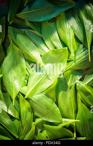 Fresco giardino lascia lily valley Giardinaggio organico sullo sfondo Foto Stock