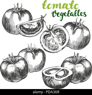 Vegetali di pomodoro set disegnati a mano illustrazione vettoriale disegno realistico Illustrazione Vettoriale