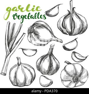 Aglio set vegetali disegnati a mano illustrazione vettoriale disegno realistico Illustrazione Vettoriale