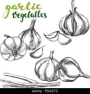 Aglio set vegetali disegnati a mano illustrazione vettoriale disegno realistico Illustrazione Vettoriale