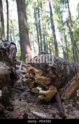 Funghi che crescono su un albero morto a Willamette National Forest in Oregon, USA. Foto Stock