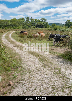 Pista di sterrato che corre attraverso il campo con allevamento di mucche al pascolo / bestiame al pascolo. Lunga strada avanti metafora. Industria del bestiame e del bestiame nel Regno Unito. Foto Stock