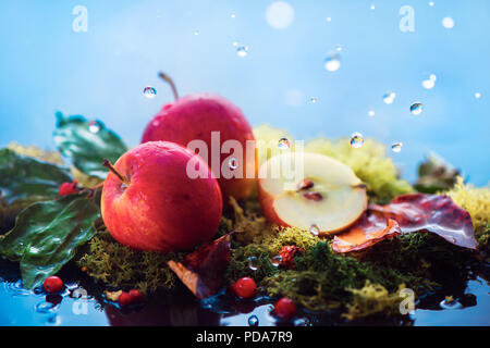 In autunno le mele sotto la pioggia. La raccolta autunnale concetto con copia spazio. I frutti selvatici sul muschio con gocce d'acqua. Foto Stock