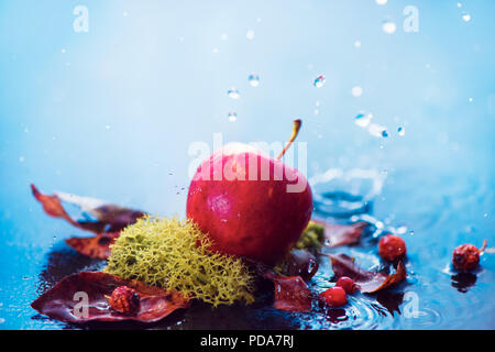 In autunno le mele sotto la pioggia. La raccolta autunnale testata con gocce di acqua e copia dello spazio. Fresca e ariosa concettuale fotografia di cibo Foto Stock