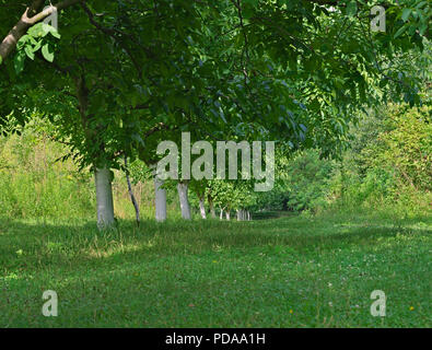 Fila di alberi di noce tronchi dipinti in bianco e foglie Foto Stock