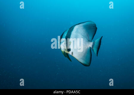 Longfin, batfish Platax teira (Forsskål, 1775) -10m, Owase, Mie, Giappone Foto Stock
