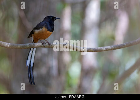 Bianco-rumped Shama - Copsychus malabaricus, bella iconico si appollaia uccello dalle foreste asiatiche, Sri Lanka. Foto Stock