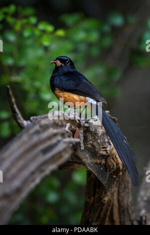 Bianco-rumped Shama - Copsychus malabaricus, bella iconico si appollaia uccello dalle foreste asiatiche, Sri Lanka. Foto Stock