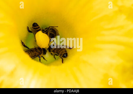 Fiore di zucchine con api. Impollinazione dei fiori. Foto Stock