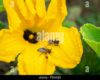 Fiore di zucchine con api. Impollinazione dei fiori. Zucchine in crescita su un orto. Foto Stock