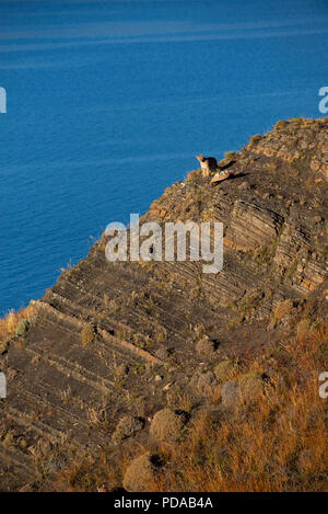 Nasello di Patagonia Puma Cub poggiante su una scogliera vicino alle sponde del lago Sarmiento, Parco Nazionale Torres del Paine, Cile. Foto Stock