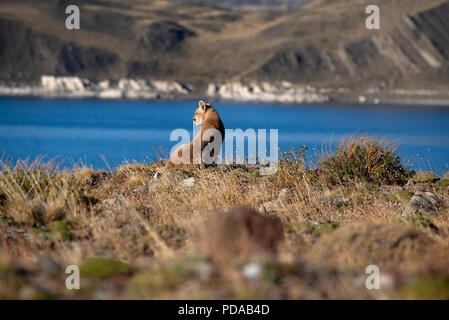 Nasello di Patagonia Puma Cub poggiante su una scogliera vicino alle sponde del lago Sarmiento, Parco Nazionale Torres del Paine, Cile. Foto Stock