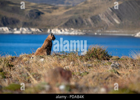 Nasello di Patagonia Puma Cub poggiante su una scogliera vicino alle sponde del lago Sarmiento, Parco Nazionale Torres del Paine, Cile. Foto Stock