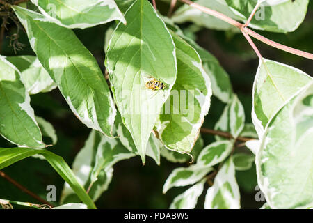 Una femmina Myathropa florea hoverfly sulla foglia di una variegata di corniolo Foto Stock