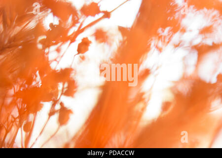 Colore arancione di sfondo con fiore di comune gypsophila - bambinos respiro Foto Stock