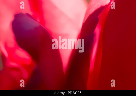 Abstract rosso e viola sfondo con petali di fiori. Le ombre creano forme diverse. Foto Stock