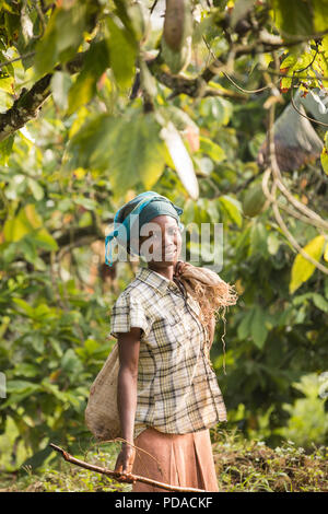 Un lavoratore svolge un sacco di raccolti di fresco le fave di cacao su un cocoa tree plantation nel distretto di Mukono, Uganda, Africa orientale. Foto Stock