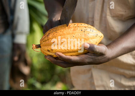 Un lavoratore divide aperto a raccolti di fresco fava di cacao pod utilizzando un machete su una piantagione nel distretto di Mukono, Uganda, Africa orientale. Foto Stock