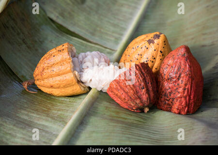 Baccelli di cacao sono split aperta a rivelare il dolce, frutti carnosi, avvolgendo i chicchi di cacao nel distretto di Mukono, Uganda, Africa orientale. Foto Stock