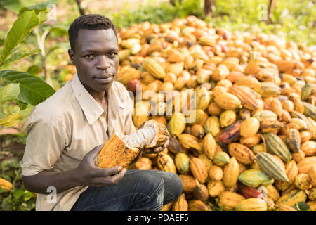 Un lavoratore divide aperto a raccolti di fresco fava di cacao pod su una piantagione nel distretto di Mukono, Uganda, Africa orientale. Foto Stock