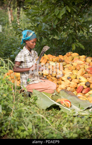 Un lavoratore divide aperto a raccolti di fresco fava di cacao pod utilizzando un machete su una piantagione nel distretto di Mukono, Uganda, Africa orientale. Foto Stock