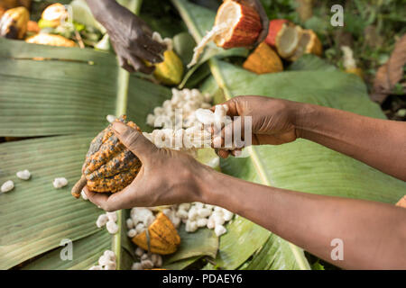 Baccelli di cacao sono split aperta a rivelare il dolce, frutti carnosi avvolgente i chicchi di cacao nel distretto di Mukono, Uganda, Africa orientale. Foto Stock