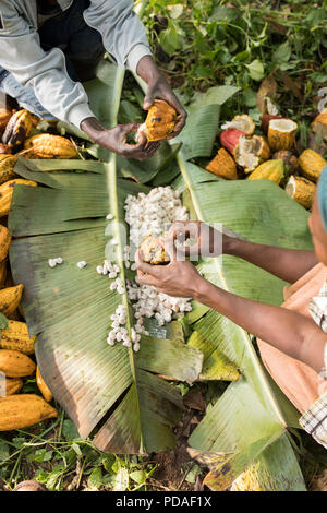 Baccelli di cacao sono split aperta a rivelare il dolce, frutti carnosi avvolgente i chicchi di cacao nel distretto di Mukono, Uganda, Africa orientale. Foto Stock