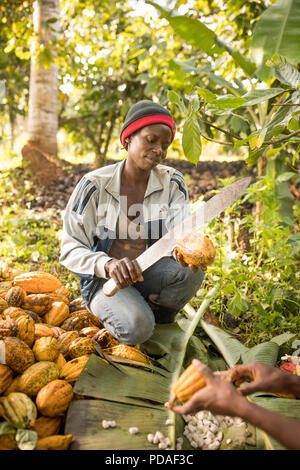 Un lavoratore divide aperto a raccolti di fresco fava di cacao pod utilizzando un machete su una piantagione nel distretto di Mukono, Uganda, Africa orientale. Foto Stock