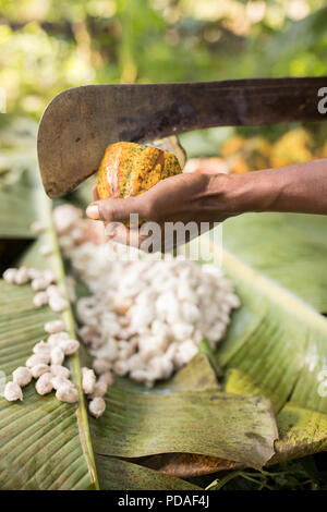 Un lavoratore divide aperto a raccolti di fresco fava di cacao pod utilizzando un machete su una piantagione nel distretto di Mukono, Uganda, Africa orientale. Foto Stock