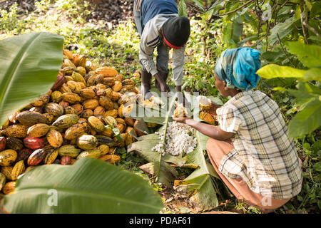 Baccelli di cacao sono split aperta a rivelare il dolce, frutti carnosi avvolgente i chicchi di cacao nel distretto di Mukono, Uganda, Africa orientale. Foto Stock