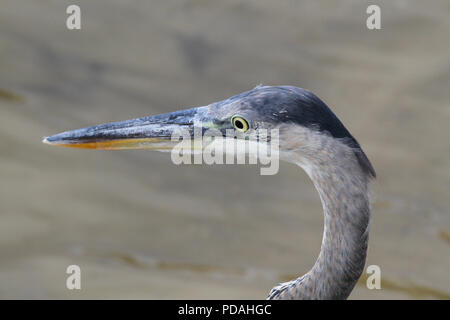 Close-up di un airone blu. Foto Stock