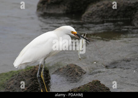 Un Airone nevoso di mangiare una grande gamberetto. Foto Stock