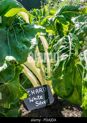 Bieta "Bianco Argento' segno di ardesia (Beta vulgaris subsp. cicla var. flavescens) foglie coltivazione di ortaggi nella soleggiata verdeggiante giardino vegetale Foto Stock