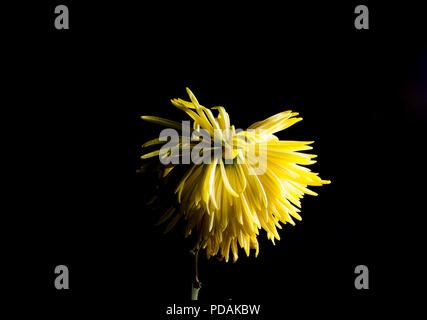 Morendo fiore giallo. Fiore di avvizzimento spioventi isolati su sfondo nero. Foto Stock