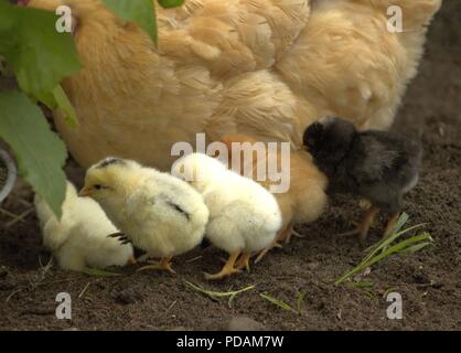 Cinque pulcini schierate dalla Momma Hen Foto Stock
