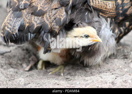 Un oro pulcino di pizzo coetanei fuori da sotto la sicurezza di momma Hen Foto Stock