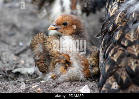 Un pizzo oro Wyandotte Mix Chick seduto fuori con Momma Hen Foto Stock