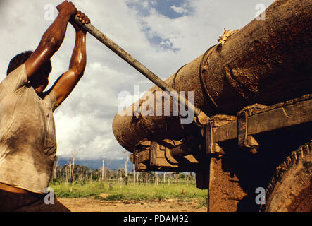 Registrazione, la foresta pluviale amazzonica deforestazione, trasporto di pesanti e grande albero truncks, Acre, Brasile. Foto Stock