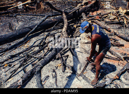 Registrazione, la foresta pluviale amazzonica gioco, lavoratori abbattere gli alberi utilizzando una motosega in un ridotto-e-bruciato patch di foresta. Acre, Brasile. Foto Stock